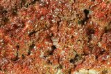 Plate, Sparkling, Ruby Red Vanadinite Crystals #59973-3